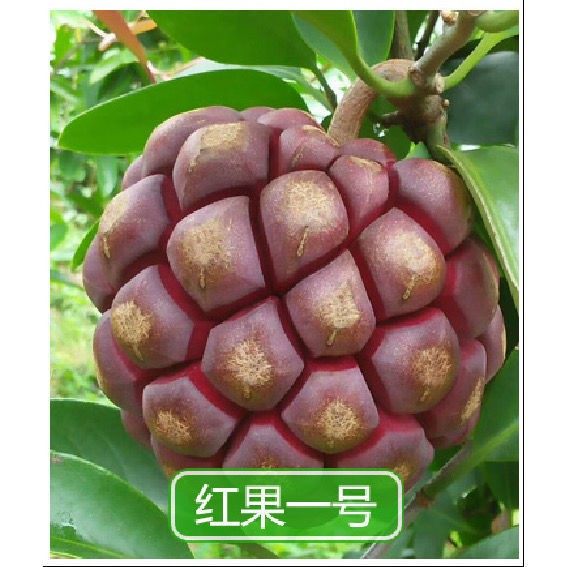 阳台大苗植物台湾庭院布福娜黑老虎果苗品种果树地栽当年结果南方