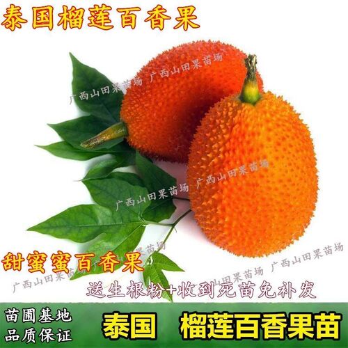 泰国榴莲品种多少钱 泰国榴莲品种价格 小麦优选