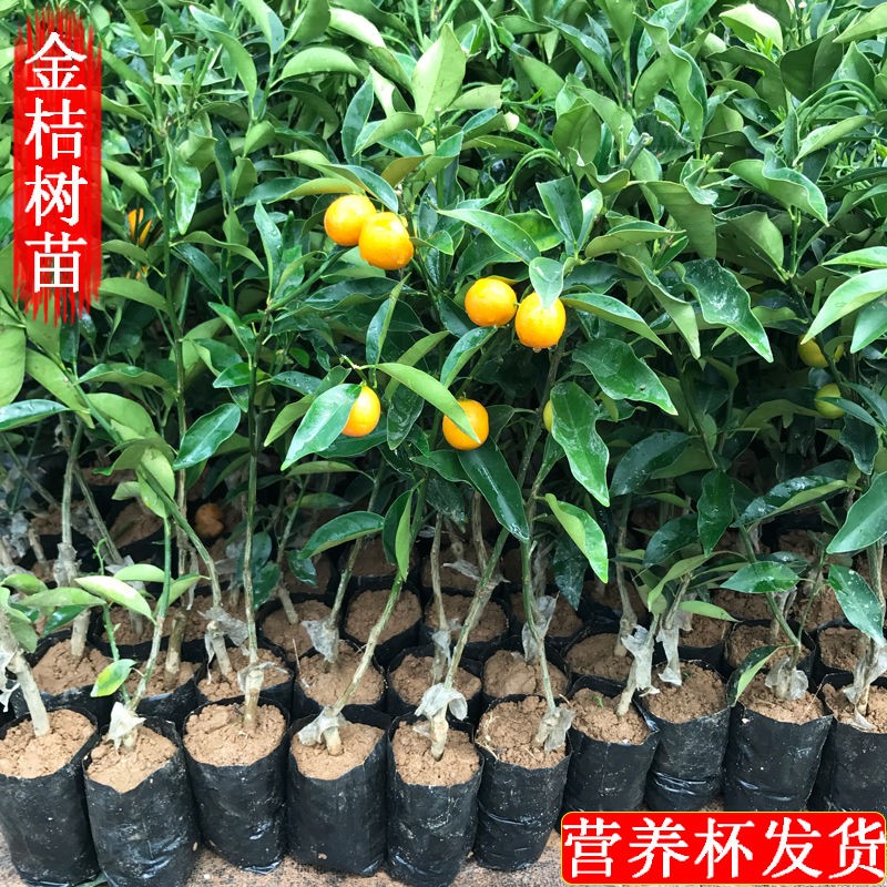 橘子树苗室内四季橙子苖四川果树苗黄岩美人盆栽桔子皇帝当年结果