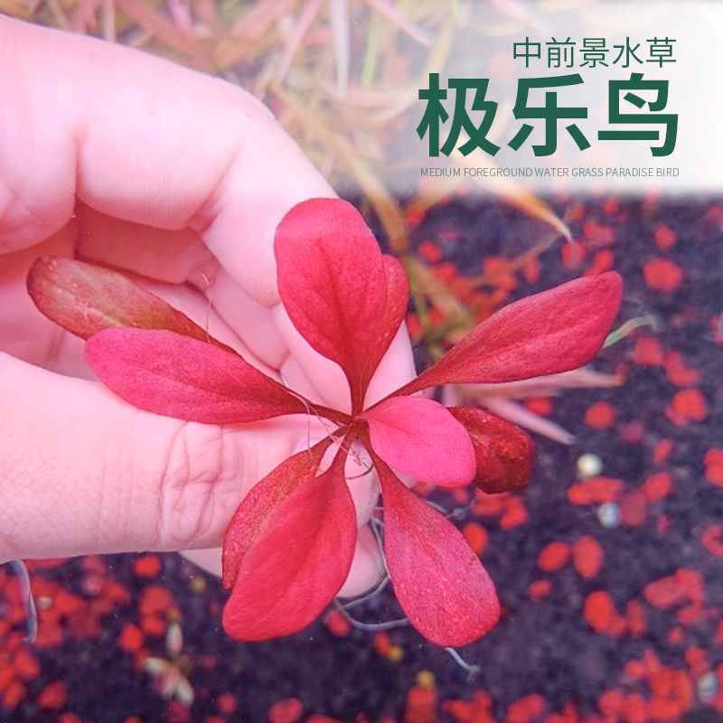 草屿水景极乐鸟水草红色椒草稀有水草鱼缸造景中后景水上叶植物