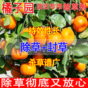 橘子树除草剂果园除草专用剂烂根不伤果树柑橘桔子苗后除草烂根剂