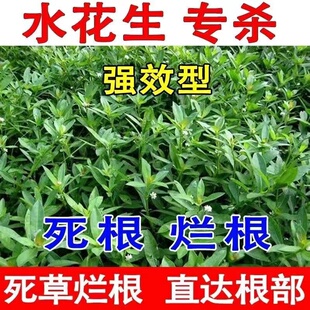 水花生克星烂根剂强力除草一扫光不伤苗专杀水花生院子除草专用剂