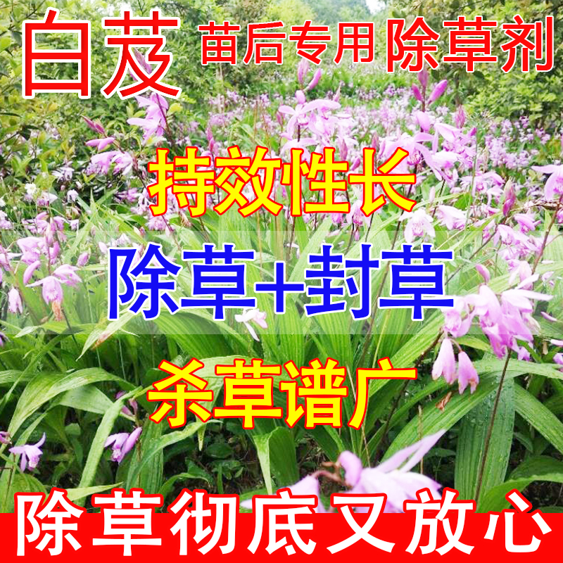 白芨除草剂强力除草烂根剂一扫光三年不长草白芨苗后除草济