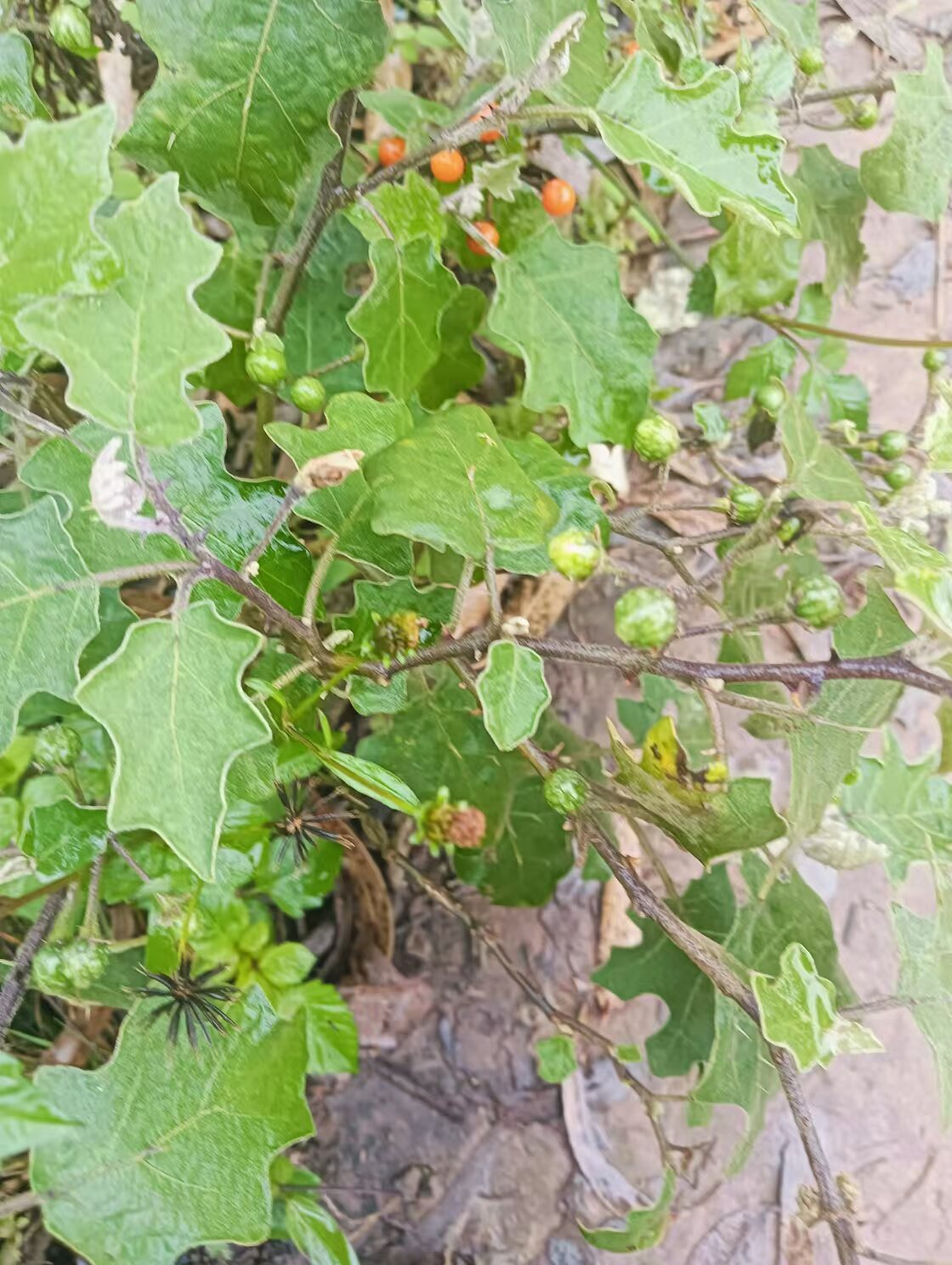 紫花小红茄 珍珠茄 小红果刺天茄 金纽扣 野茄根草药新鲜现采
