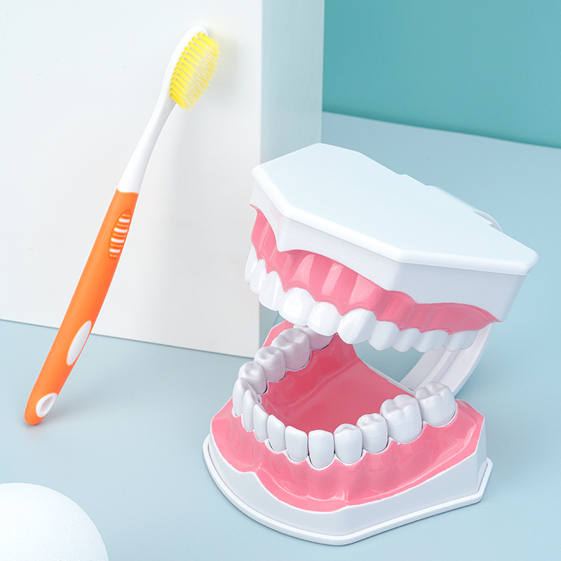 牙医仕刷牙模型早教口腔教学牙模