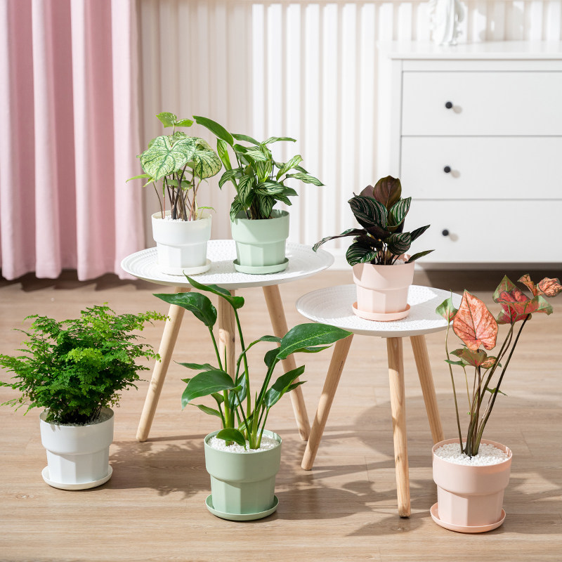 塑料带托盘多肉花盆简约美观