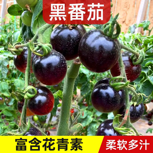 黑番茄黑珍珠朵咔园艺四季