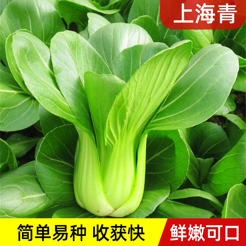 朵咔园艺上海青种子春秋阳台盆栽蔬菜籽油菜种孑青菜苏州青