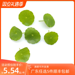 新鲜铜钱草 金莲叶 非旱金莲叶花草芽苗酒店饭店西餐摆盘装饰点缀
