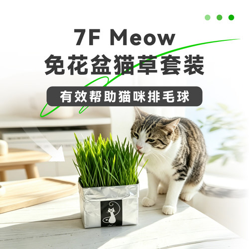 2盒懒人猫草盆栽养化毛球猫薄荷