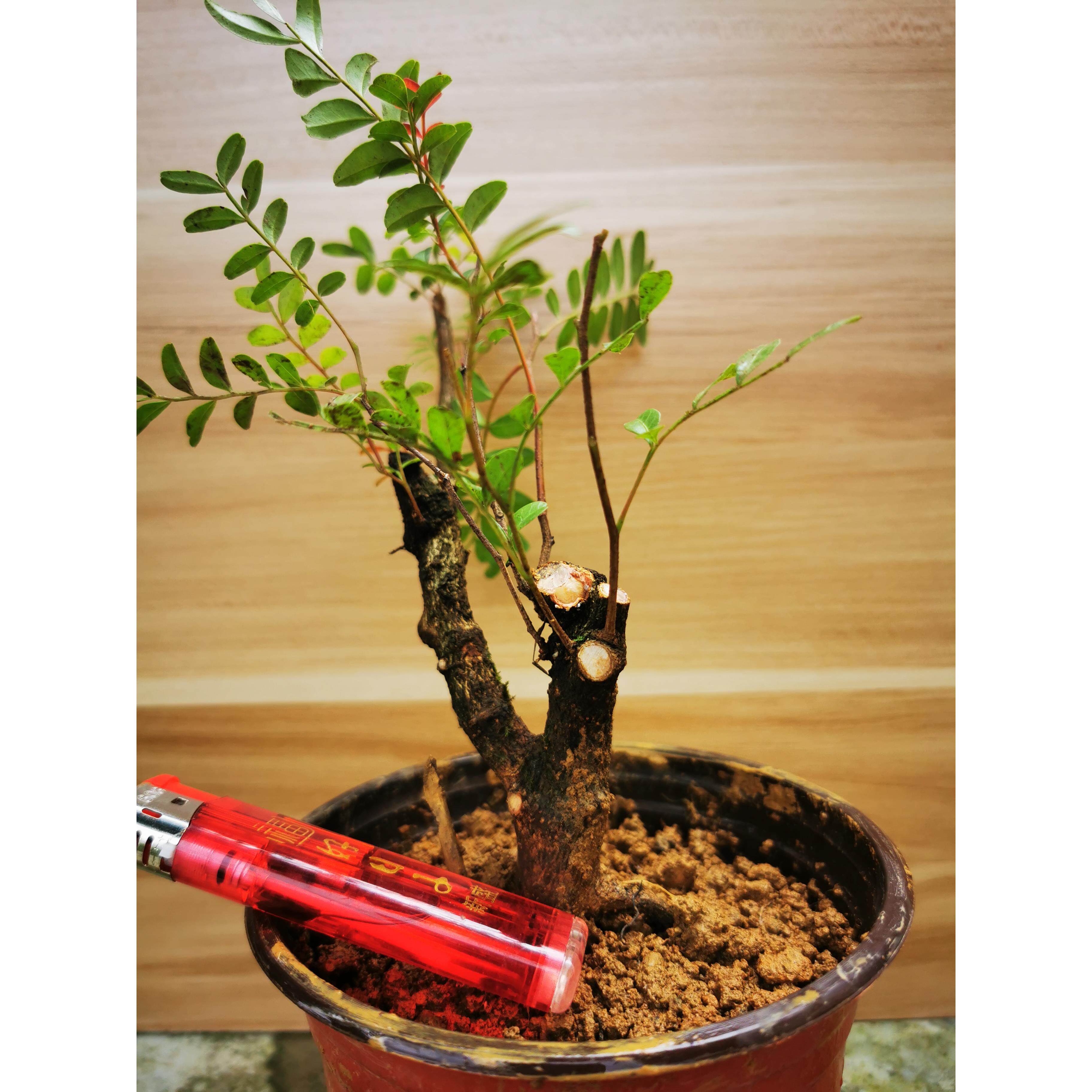 正宗红芽清香木老桩小苗阳台庭院楼顶吸甲醛驱蚊盆栽植物带盆发货