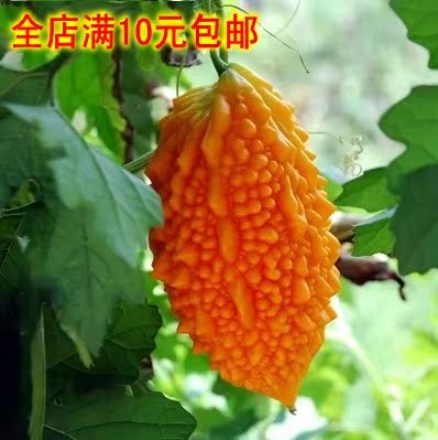 癞葡萄种籽 水果赖葡萄种子 小癞瓜种子 金癞瓜甜瓜 彩包原装
