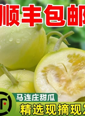 顺丰包邮青岛马连庄甜瓜现摘