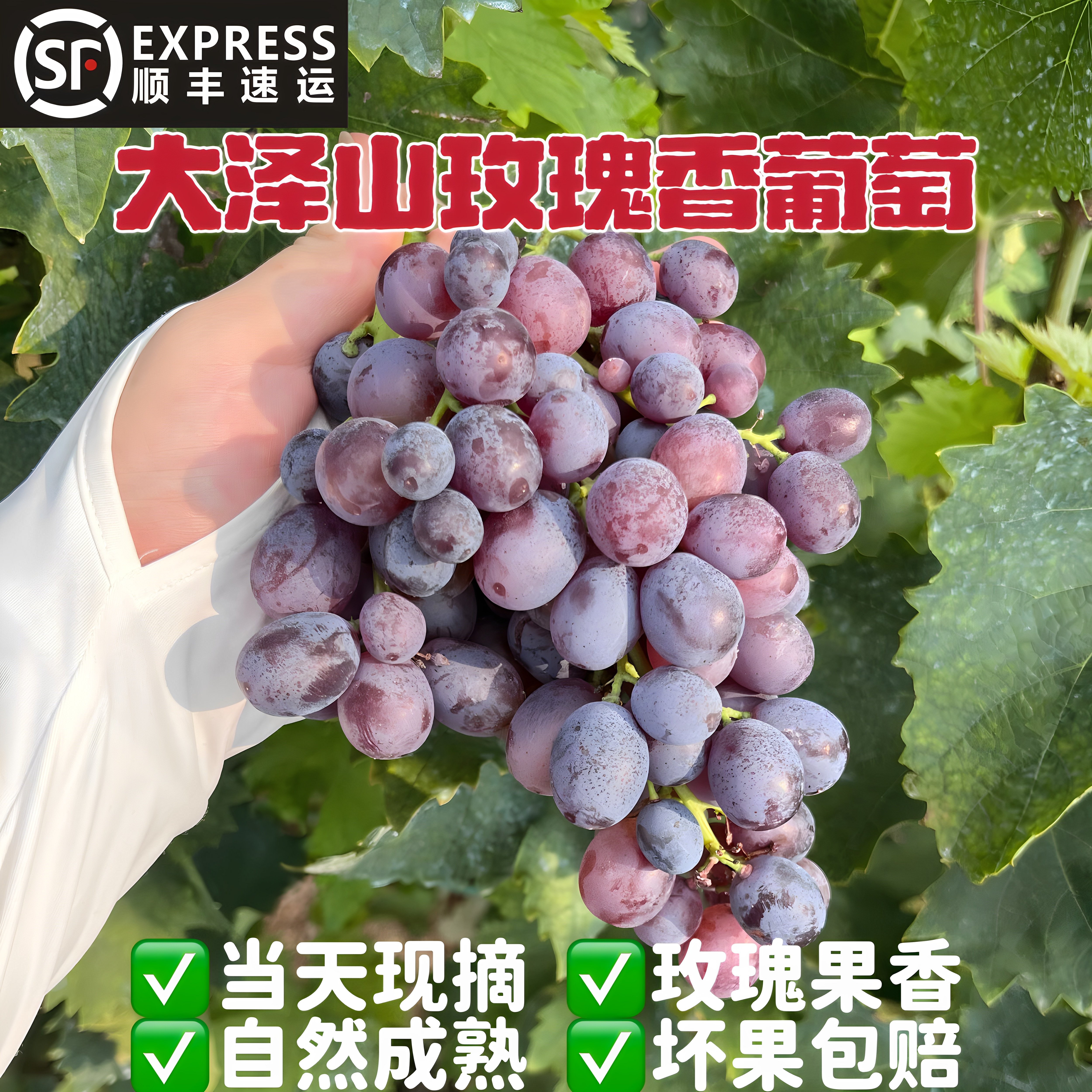 顺丰大泽山玫瑰香葡萄孕妇水果