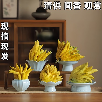 大果特级佛手可食用花卉绿植闻香