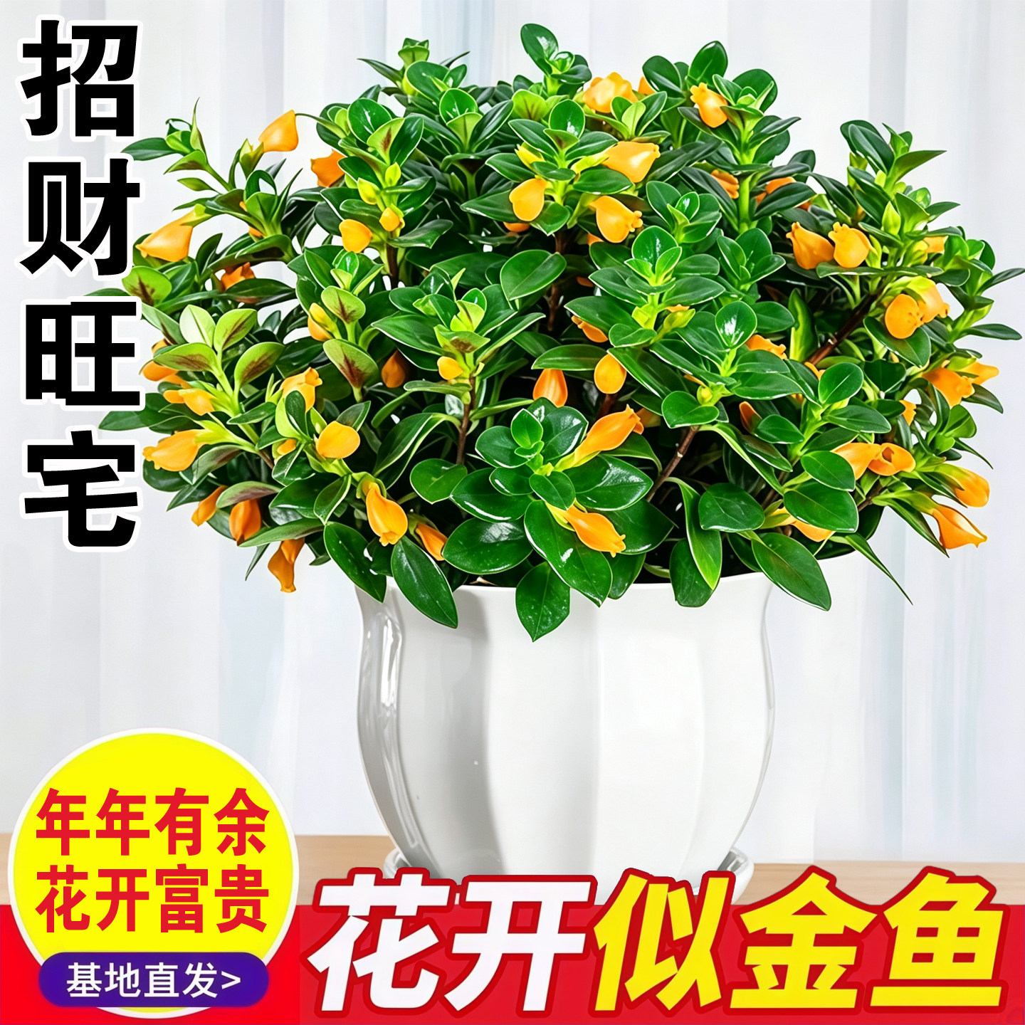 金鱼吊兰盆栽带花苞室内招财旺宅阳台秋冬好养活四季耐寒花卉绿植