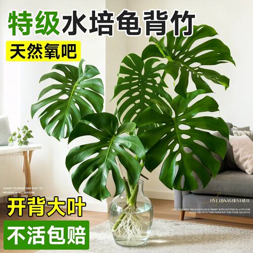 龟背竹水培老桩大叶桌面水养绿植物高级感客厅四季好养易活除甲醛