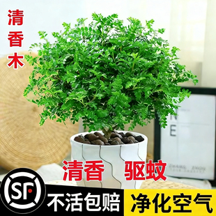 正宗清香胡椒木盆栽绿植室内外驱蚊花卉盆景吸醛净化空气四季好养