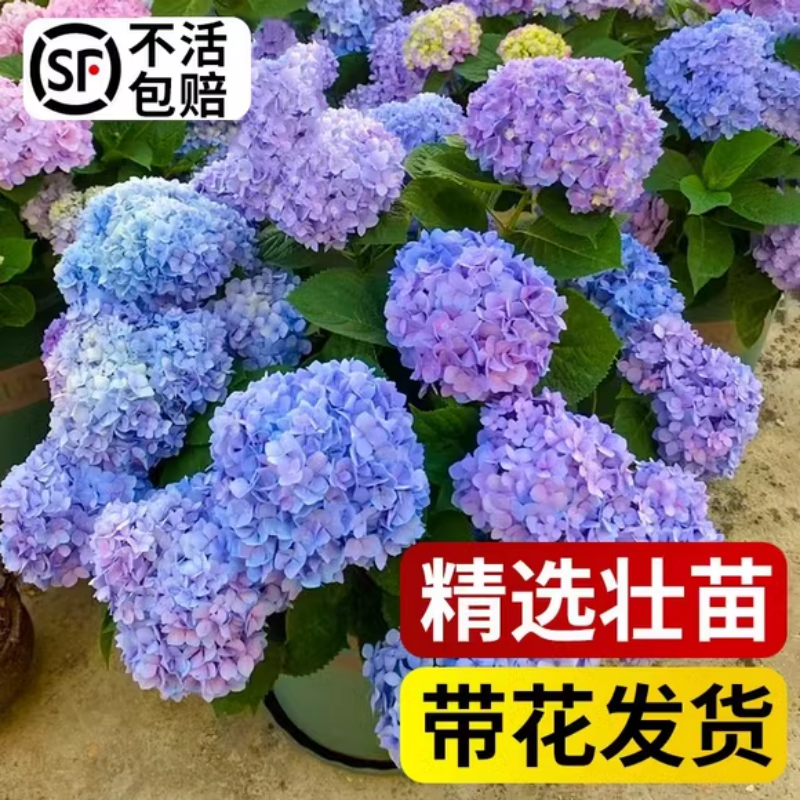 绣球花苗带花发货无尽夏四季绣球花盆栽庭院好养的花卉植物室内花-封面