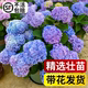 绣球花苗带花发货无尽夏四季 绣球花盆栽庭院好养 花卉植物室内花