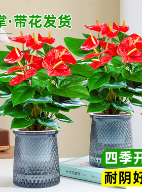 水培红掌白掌盆栽鸿运当头花卉植物室内绿植多季开花净化空气好养