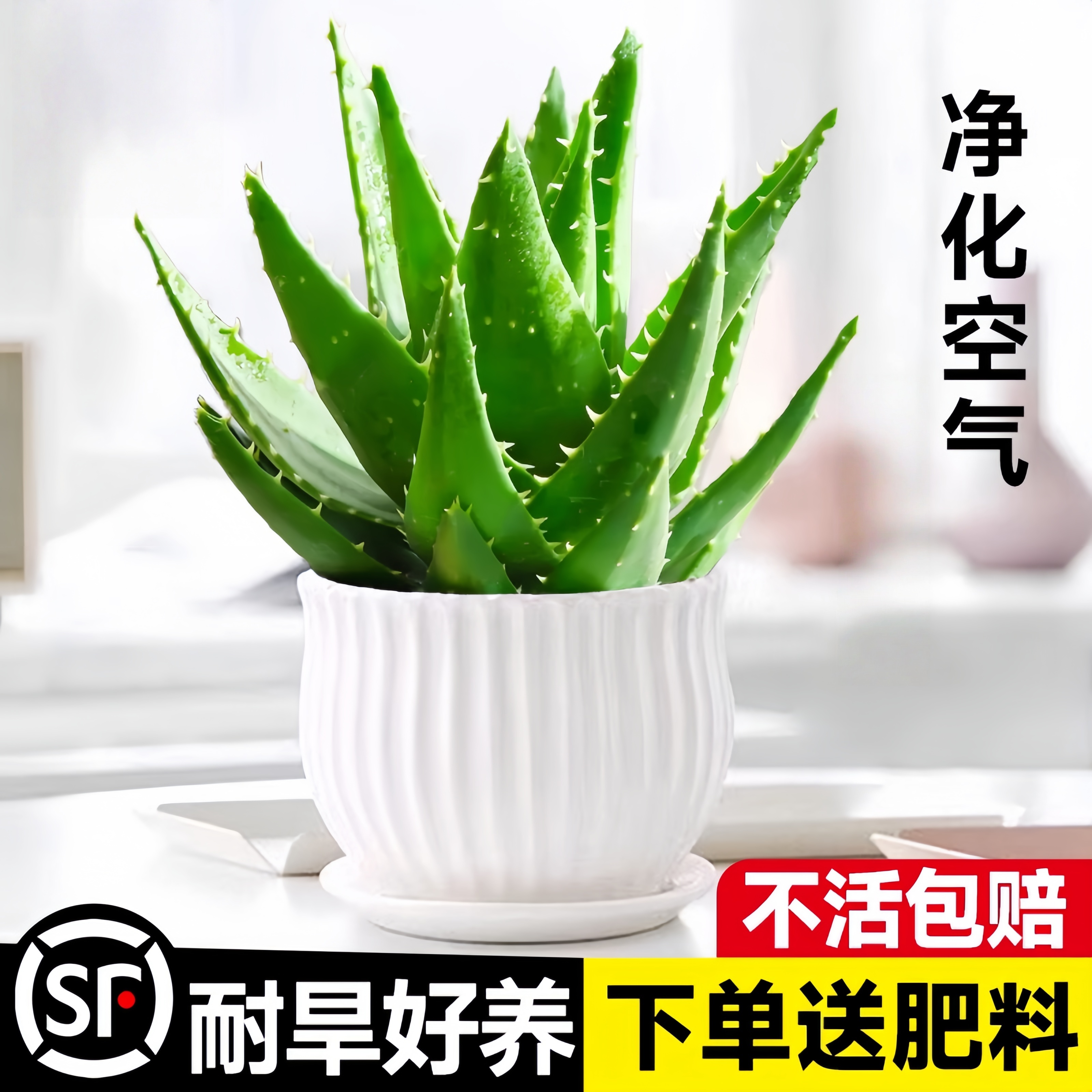 芦荟盆栽室内净化空气四季好养