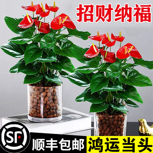 水培红掌盆栽带花大叶大花白掌四季开花卉绿植物办公室内鸿运当头