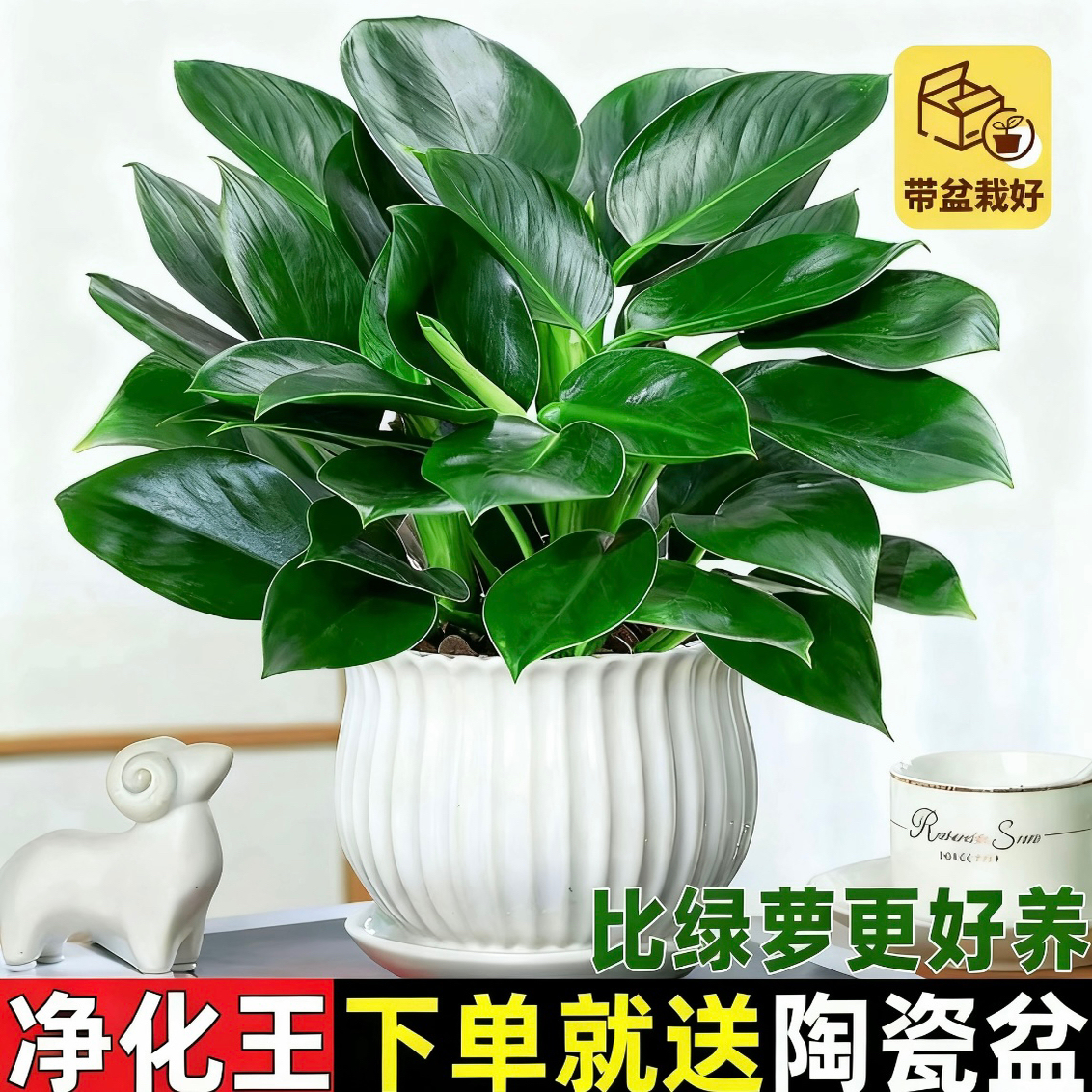 金钻绿公主盆栽带花苞绿箩萝水培植物办公室内花卉绿植四季好养活