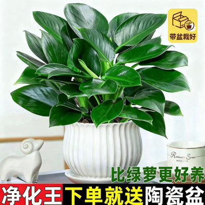 金钻绿公主盆栽带花苞绿箩萝水培植物办公室内花卉绿植四季好养活