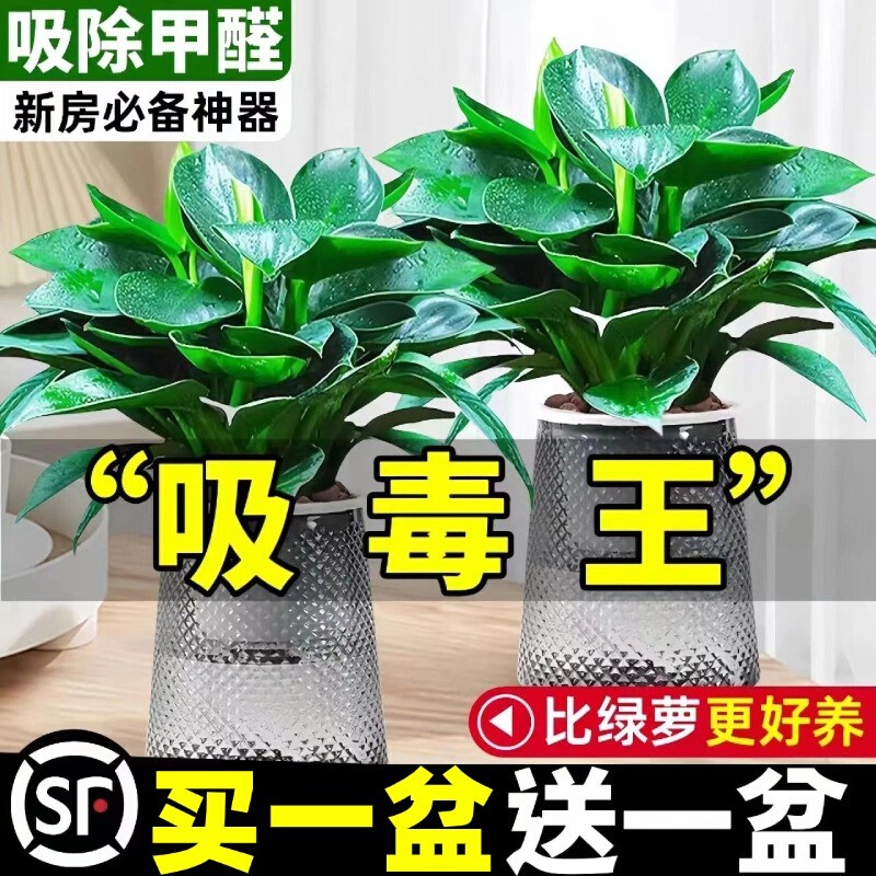 大叶金钻绿公主盆栽带花苞绿萝箩水培植物室内花卉桌面绿植吸甲醛
