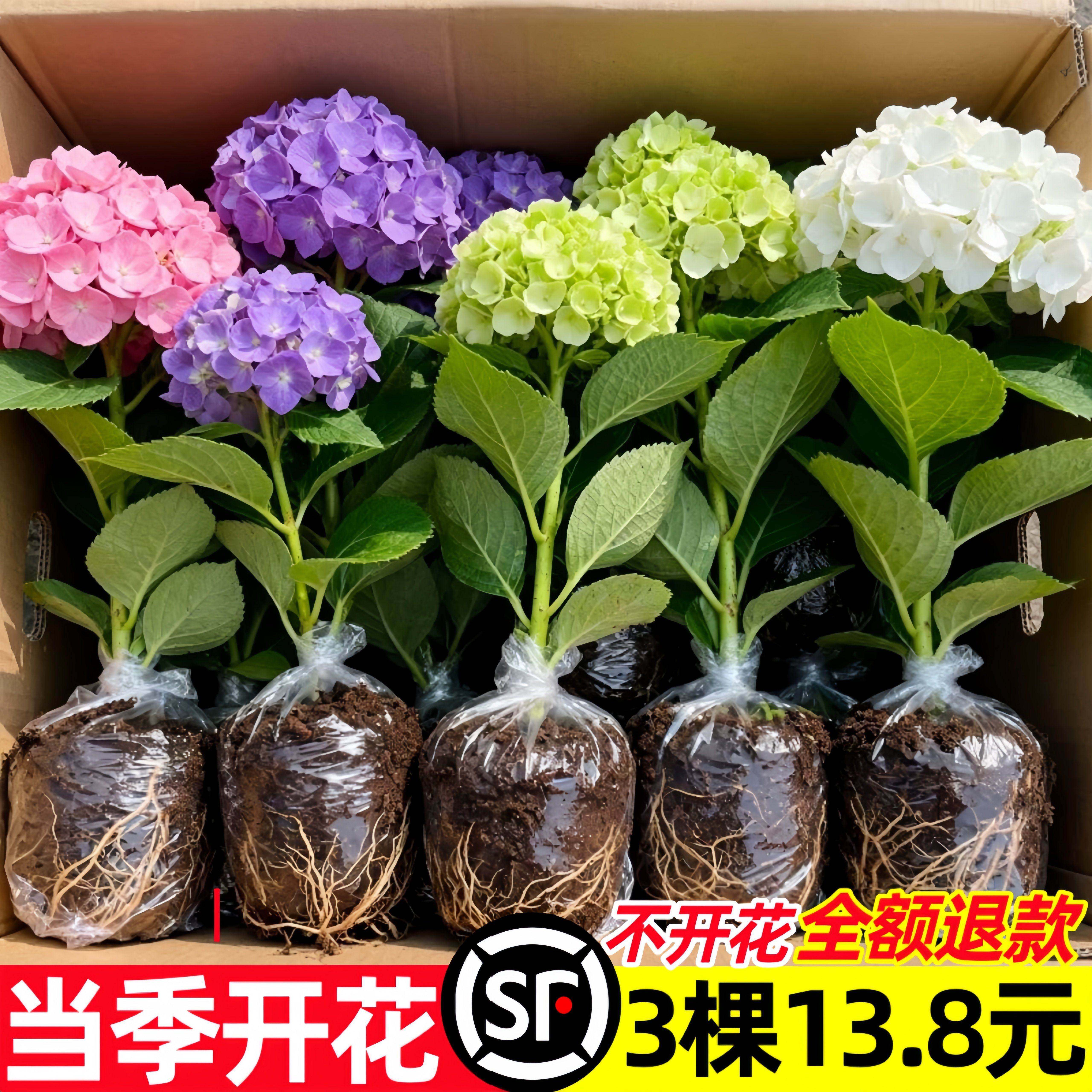 绣球花盆栽带花苞无尽夏树苗老桩花卉植物室内花阳台庭院四季好养图片
