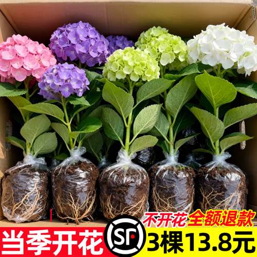 绣球花盆栽带花苞无尽夏树苗老桩花卉植物室内花阳台庭院四季好养