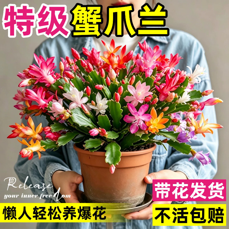 多色蟹爪兰盆栽带花苞精品重瓣冬季四季开的花卉绿植物室内好养大