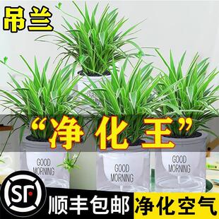 金边吊兰盆栽绿萝花卉绿植室内水培植物多肉办公室好养发财树桌面