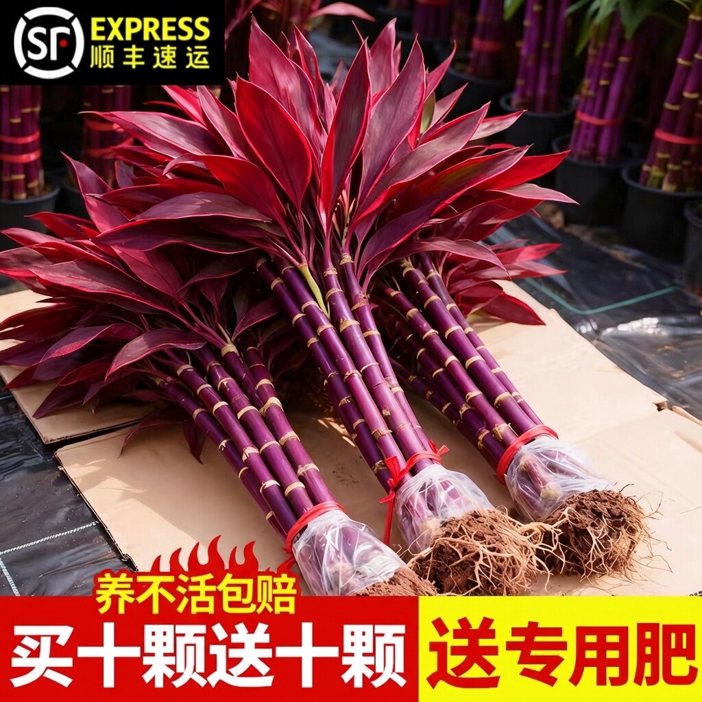 紫竹鸿运当头富贵竹水培植物粗杆带根客厅招财竹子室内过年宵花卉图片