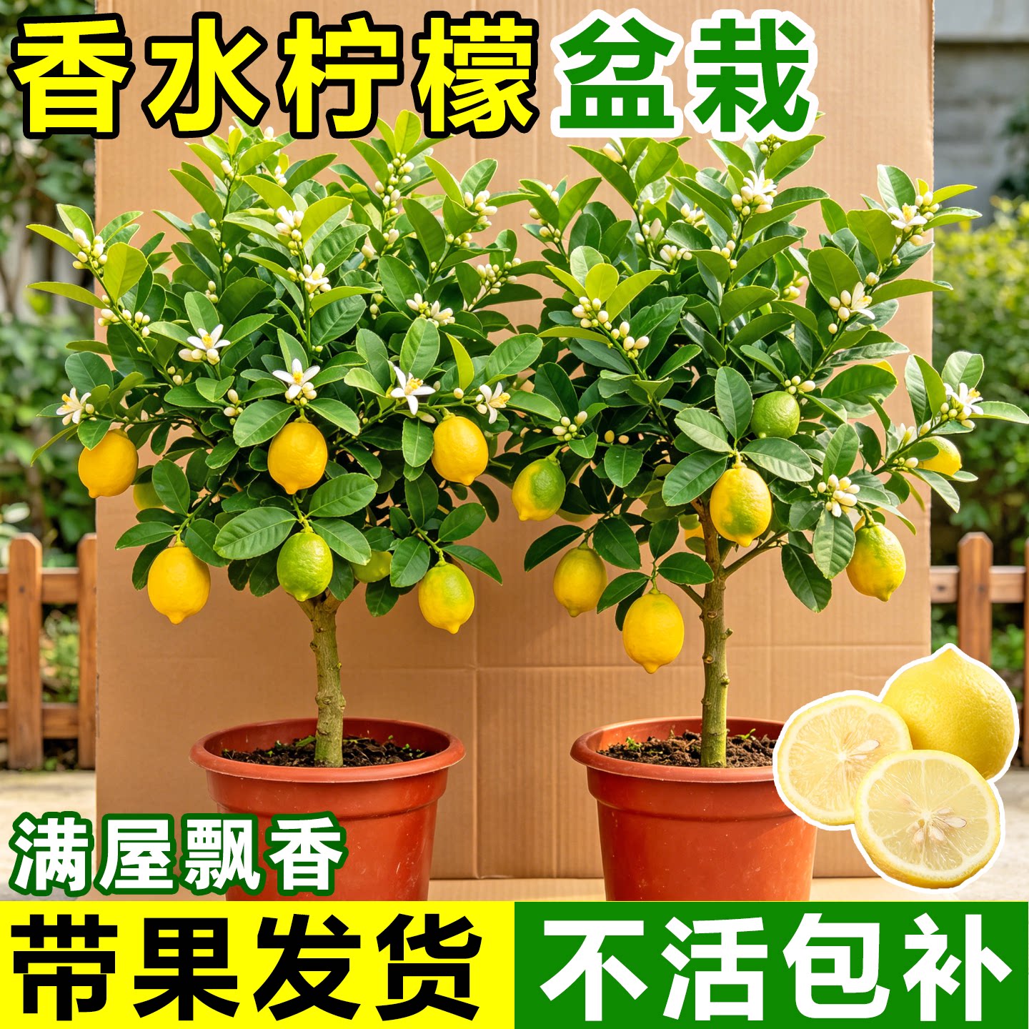 柠檬树香水盆栽带果可食用香水柠檬客厅绿植老桩室内阳台四季好养图片