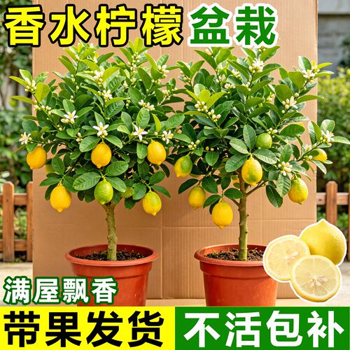 柠檬树香水盆栽带果可食用香水柠檬客厅绿植老桩室内阳台四季好养