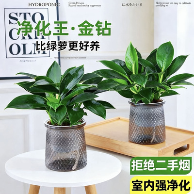 金钻盆栽绿植大盆绿萝除室内甲醛植物花卉水培办公室净化空气好养