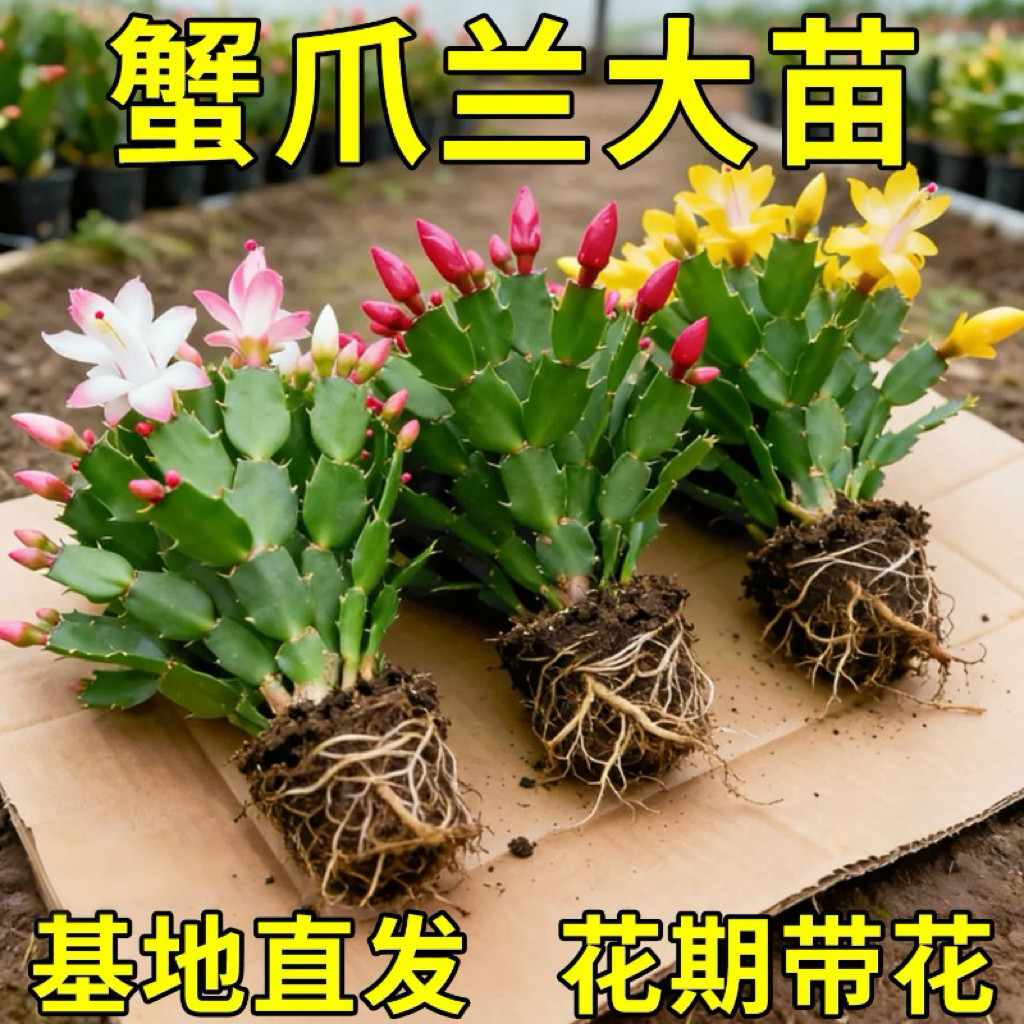 蟹爪兰盆栽带花苞开花多肉绿植物好养室内嫁接蟹爪莲客厅四季花卉图片
