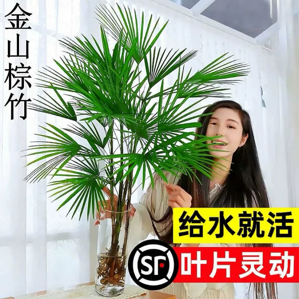 金山棕竹水培植物室内好养富贵竹子客厅招财发财竹水竹大型绿植物