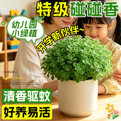 碰碰香盆栽植物室内花卉办公室桌面驱蚊趣味小绿植净化空气一抹香