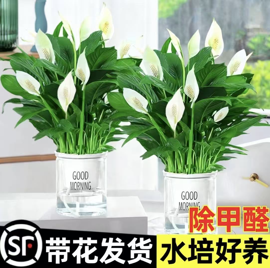 一帆风顺白掌盆栽绿箩花卉水培植物室内红掌绿植发财树净化空气