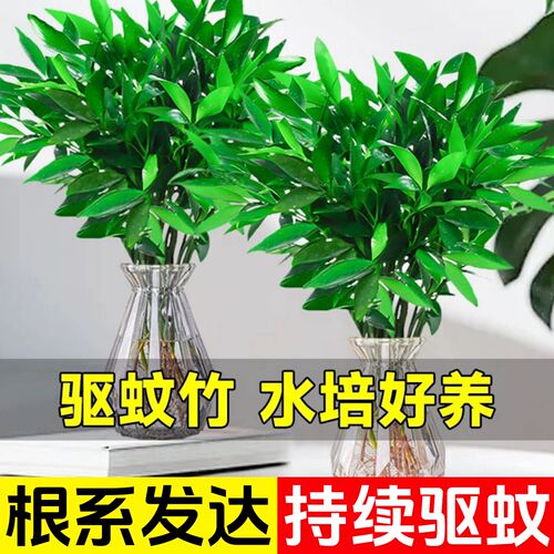 特大棵竹柏更驱蚊水培水养植物客厅办公室内四季常青绿植物驱虫竹