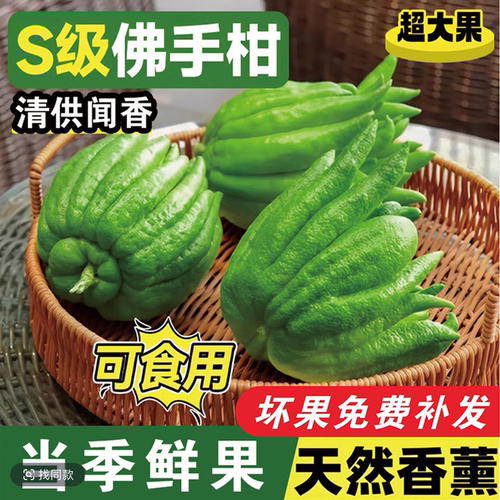 佛手柑鲜果水培植物室内清供闻香