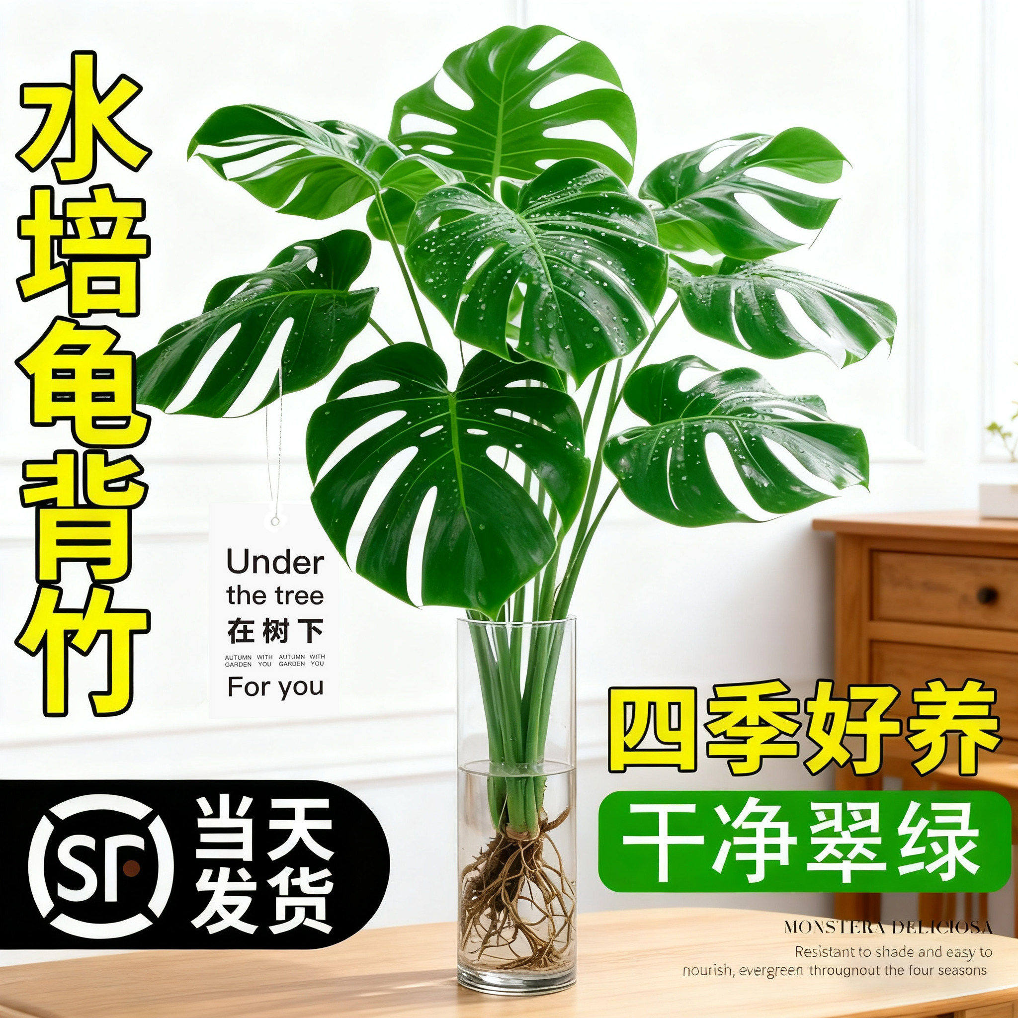 龟背竹水培植物四季绿植室内好养盆栽客厅办公室桌面大叶老桩竹子图片