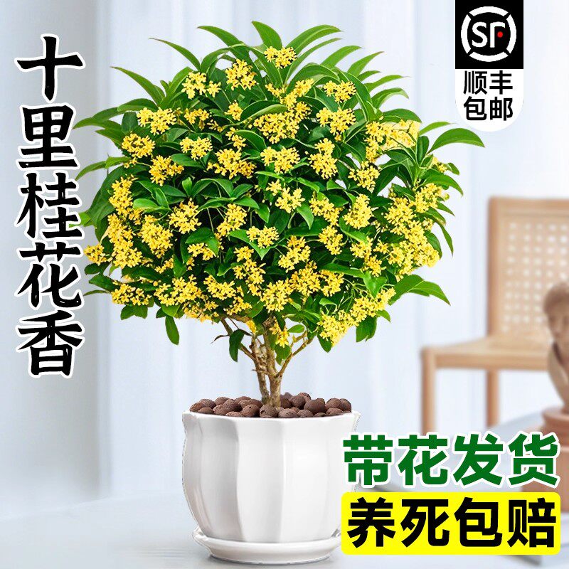 桂花树苗四季桂盆栽可食用开花不断室内阳台庭院浓香型花卉植物										