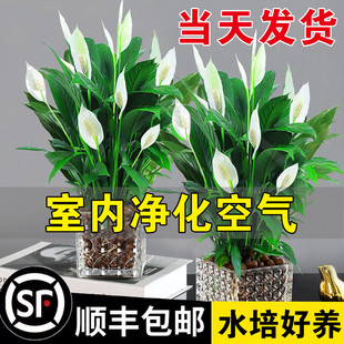 白掌盆栽一帆风顺绿萝花卉植物室内花红掌吸除水培绿植甲醛发财树