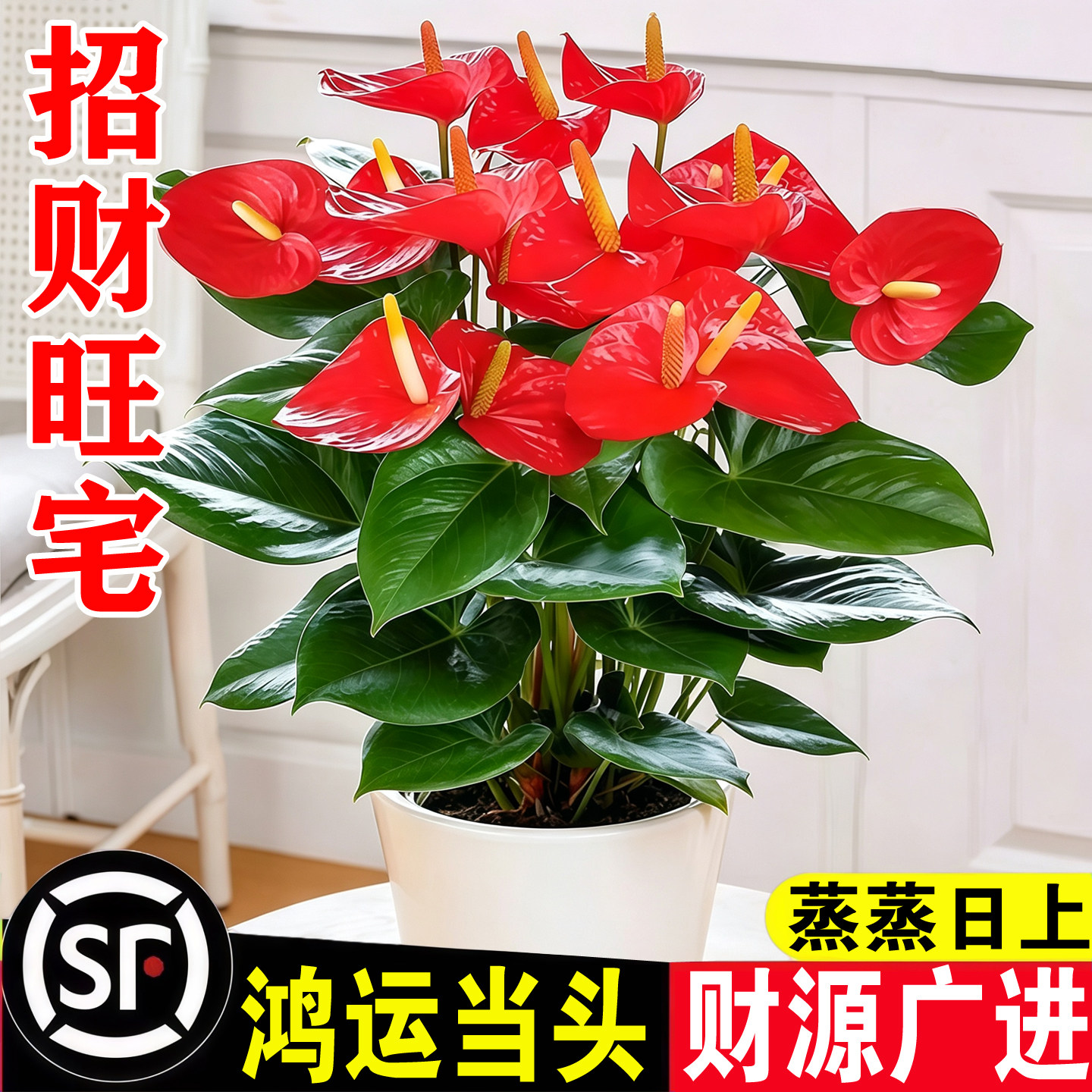 红掌水培植物盆栽鸿运当头一帆风顺办公室内绿植花卉带花客厅摆件图片