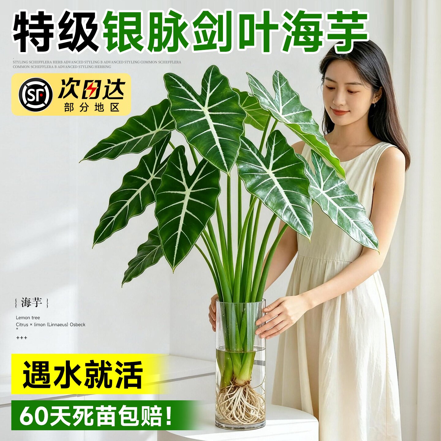 水培植物银脉箭叶海芋室内客厅剑叶海芋好养热植四季懒人水养绿植图片
