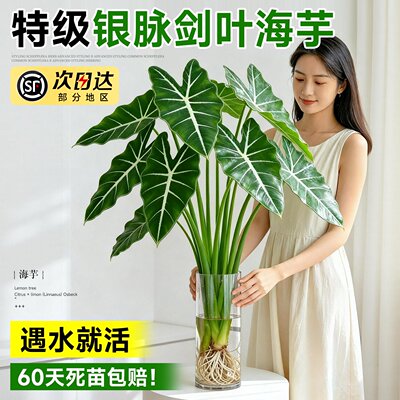 水培植物银脉箭叶海芋室内客厅剑叶海芋好养热植四季懒人水养绿植